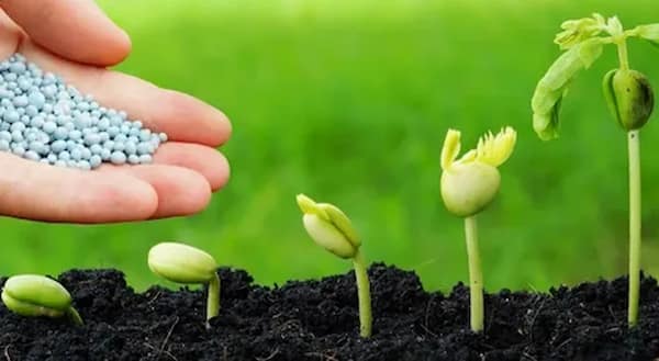 خرید کود npk جامد + قیمت فروش استثنایی